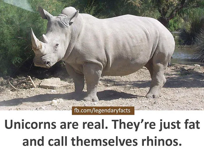 Unicorns Are A Fact