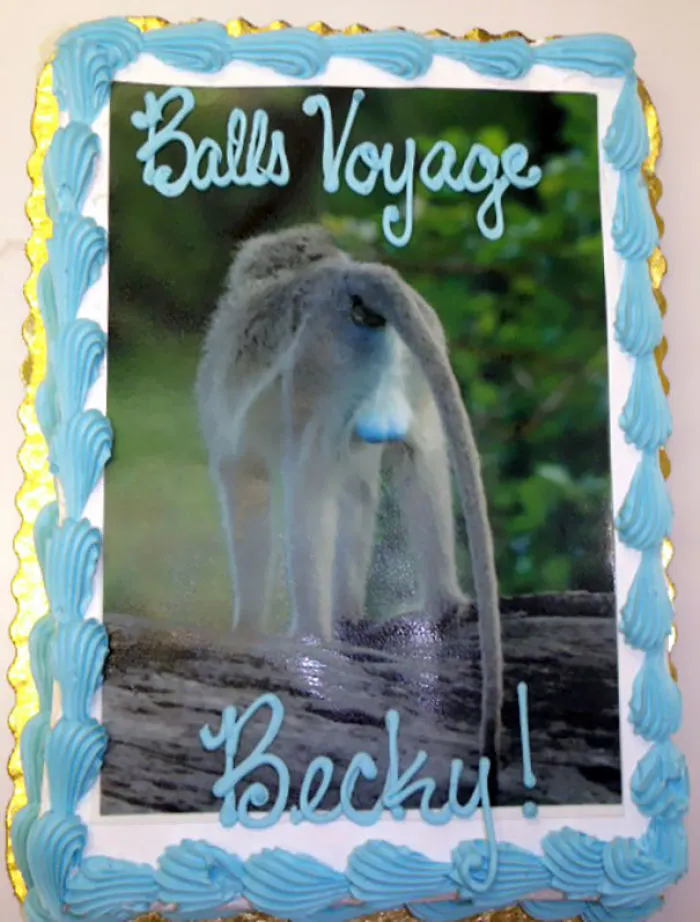 Our Employee Left Us To Take Care Of Monkeys In South Africa, This Was Her Farewell Cake