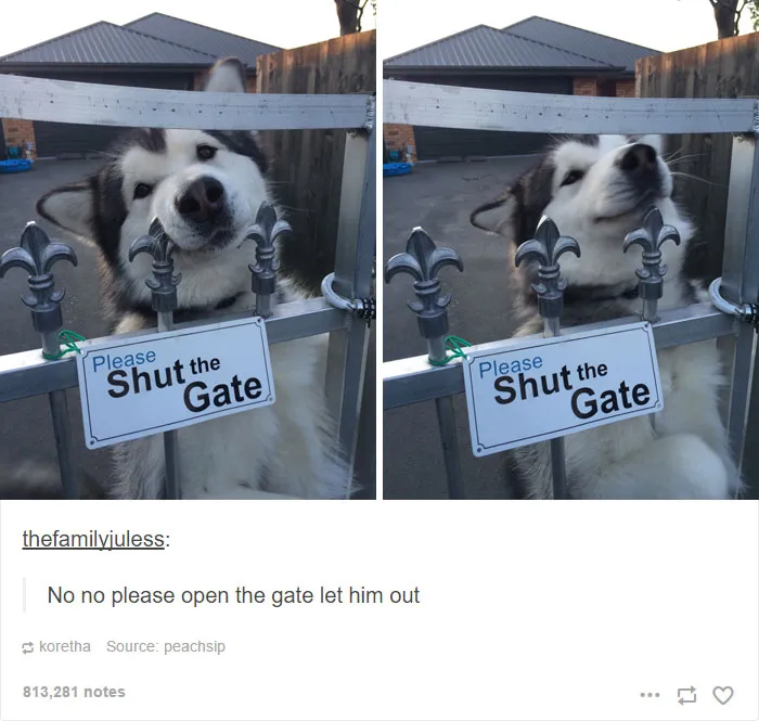 71 Of The Most Hilarious Posts About Huskies Ever