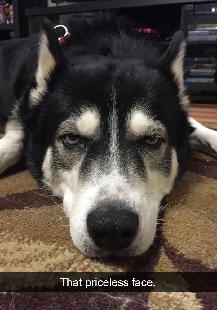 71 Of The Most Hilarious Posts About Huskies Ever