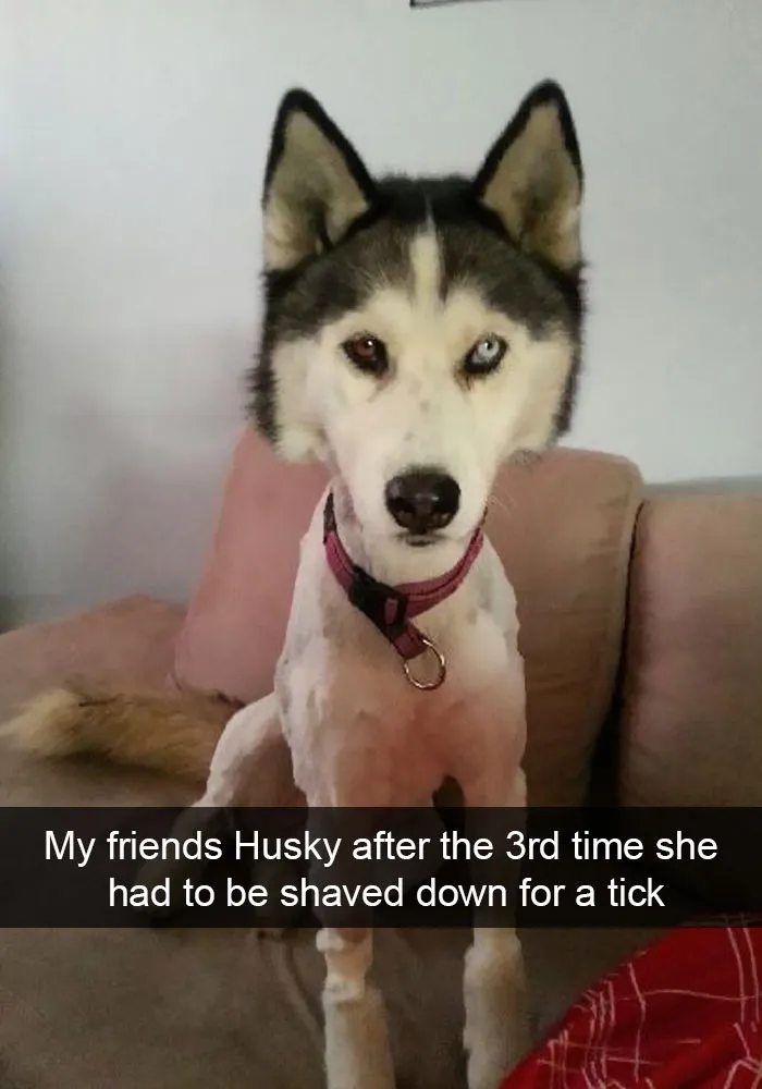 71 Of The Most Hilarious Posts About Huskies Ever