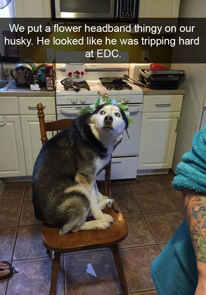 71 Of The Most Hilarious Posts About Huskies Ever