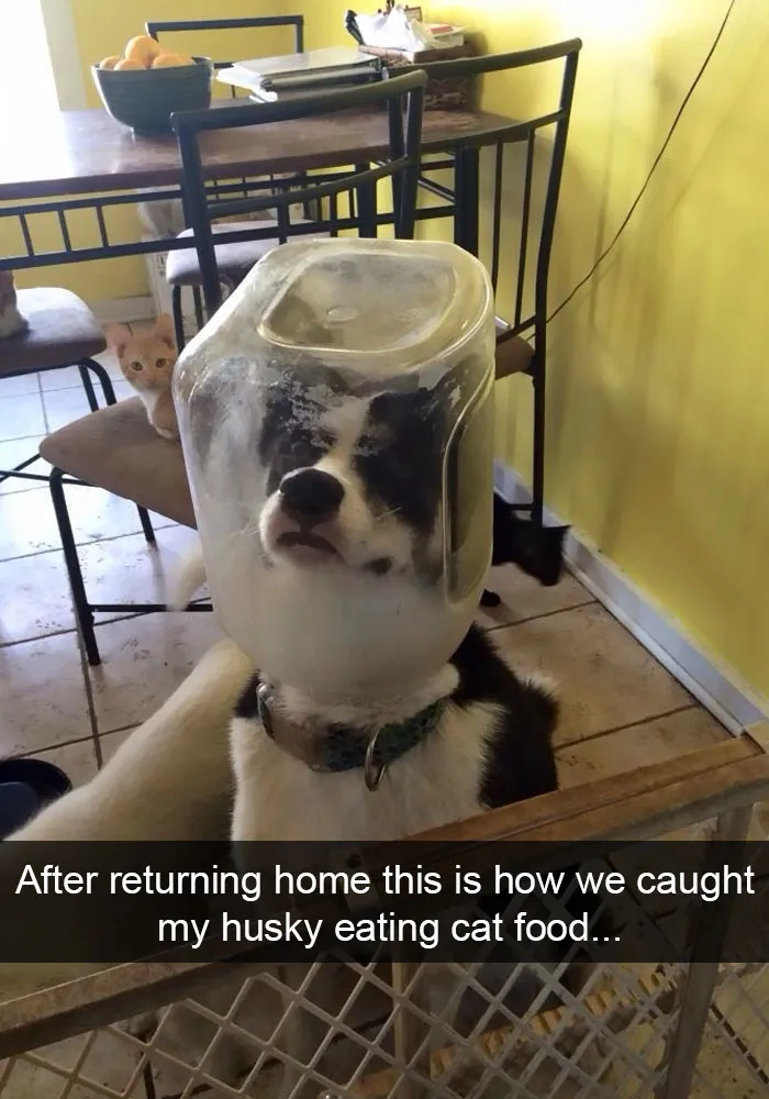 71 Of The Most Hilarious Posts About Huskies Ever