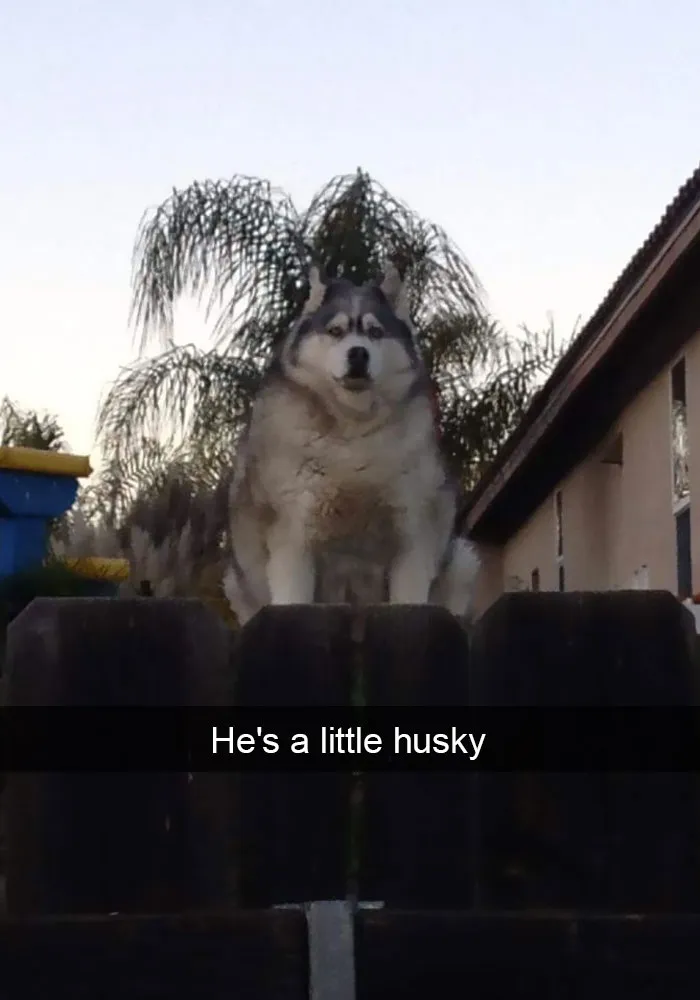 71 Of The Most Hilarious Posts About Huskies Ever