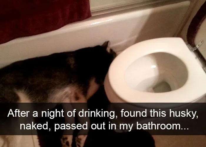 71 Of The Most Hilarious Posts About Huskies Ever