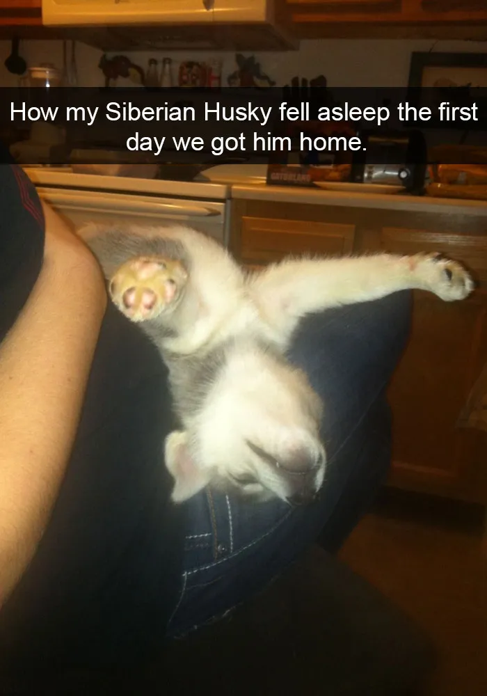 71 Of The Most Hilarious Posts About Huskies Ever