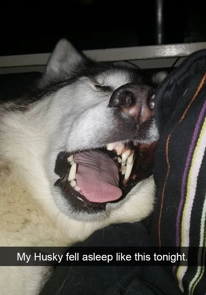 71 Of The Most Hilarious Posts About Huskies Ever