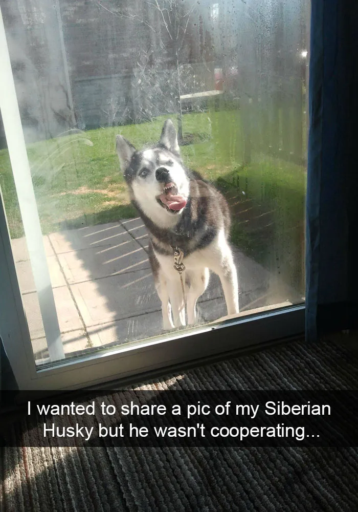 71 Of The Most Hilarious Posts About Huskies Ever