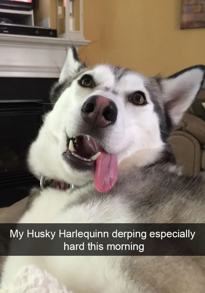 71 Of The Most Hilarious Posts About Huskies Ever
