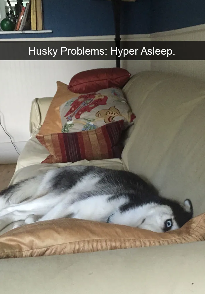 71 Of The Most Hilarious Posts About Huskies Ever