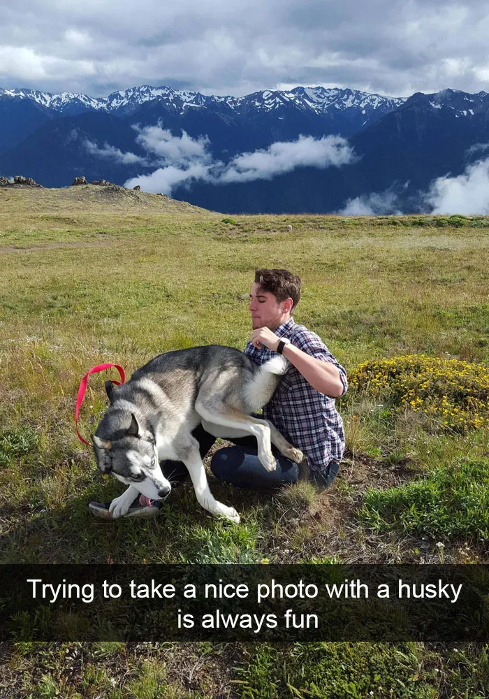 71 Of The Most Hilarious Posts About Huskies Ever