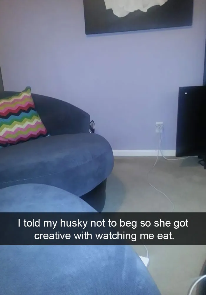 71 Of The Most Hilarious Posts About Huskies Ever