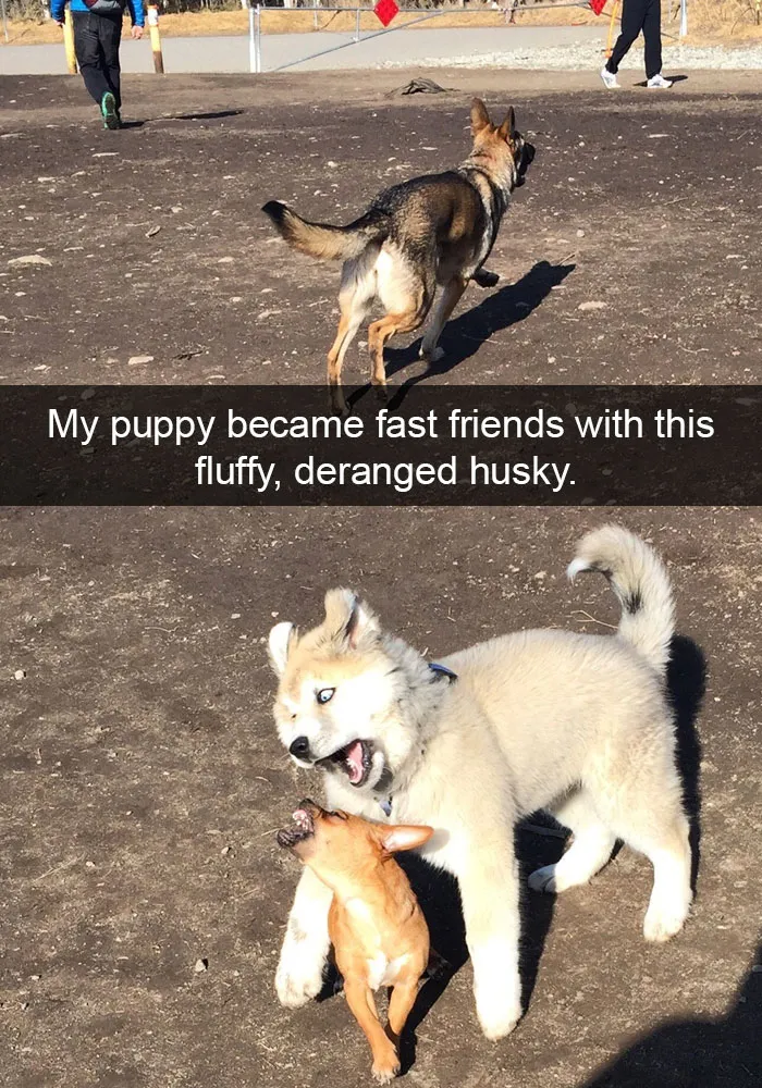 71 Of The Most Hilarious Posts About Huskies Ever
