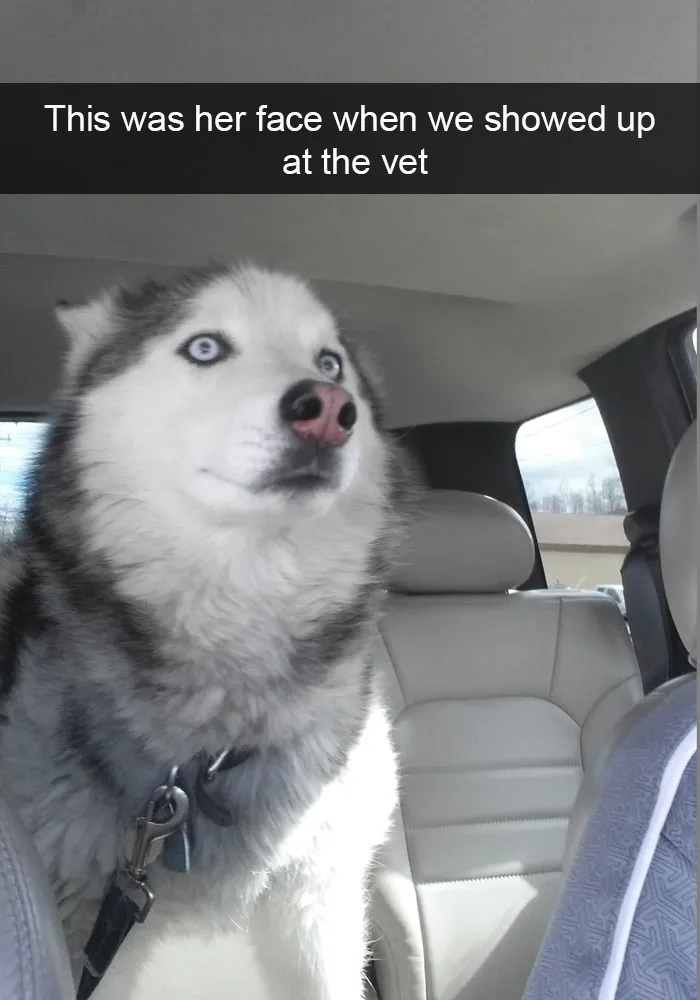 71 Of The Most Hilarious Posts About Huskies Ever