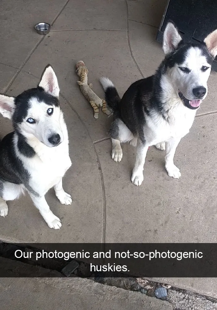 71 Of The Most Hilarious Posts About Huskies Ever