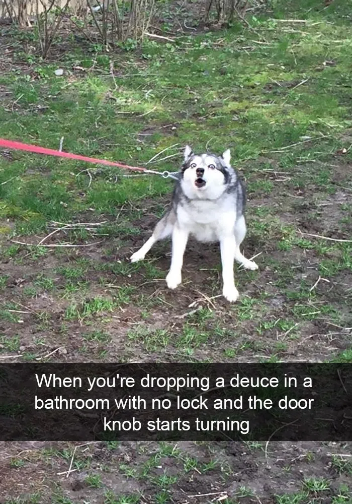 71 Of The Most Hilarious Posts About Huskies Ever