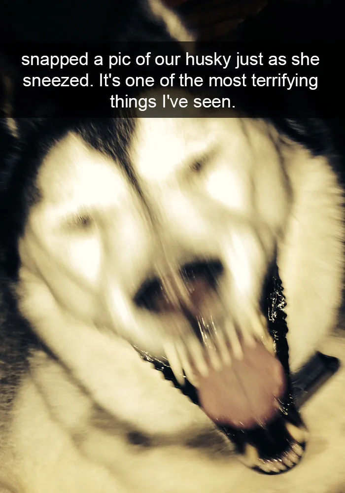 71 Of The Most Hilarious Posts About Huskies Ever