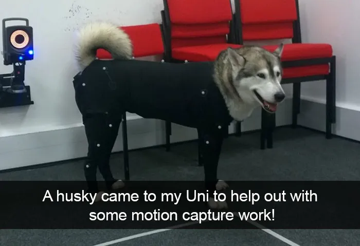 71 Of The Most Hilarious Posts About Huskies Ever