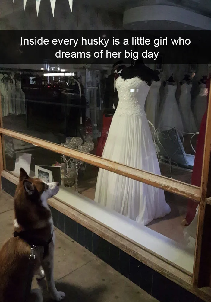 71 Of The Most Hilarious Posts About Huskies Ever