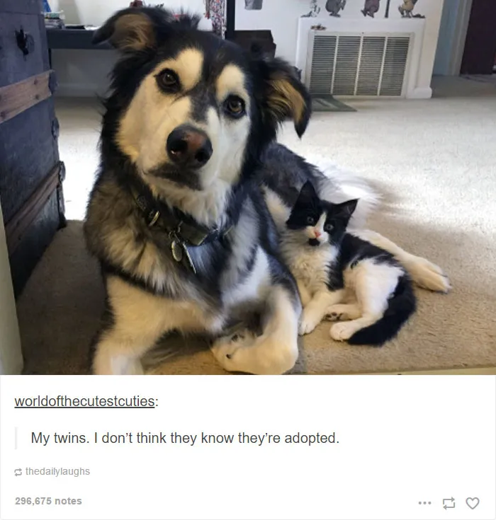 71 Of The Most Hilarious Posts About Huskies Ever