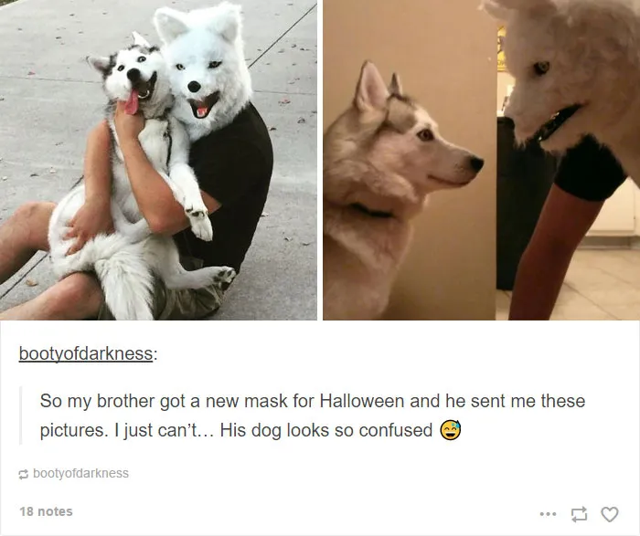 71 Of The Most Hilarious Posts About Huskies Ever