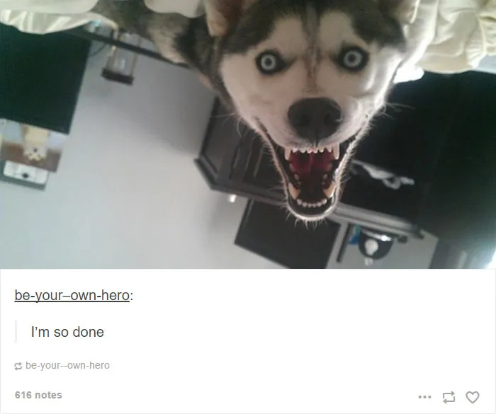 71 Of The Most Hilarious Posts About Huskies Ever