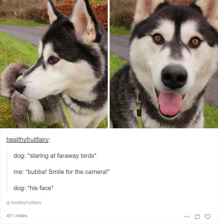 71 Of The Most Hilarious Posts About Huskies Ever