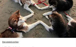 71 Of The Most Hilarious Posts About Huskies Ever