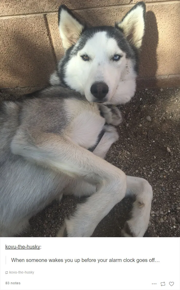71 Of The Most Hilarious Posts About Huskies Ever