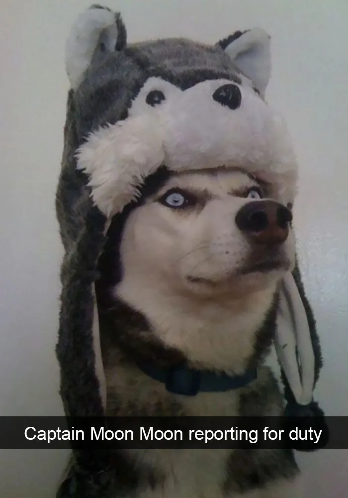 71 Of The Most Hilarious Posts About Huskies Ever
