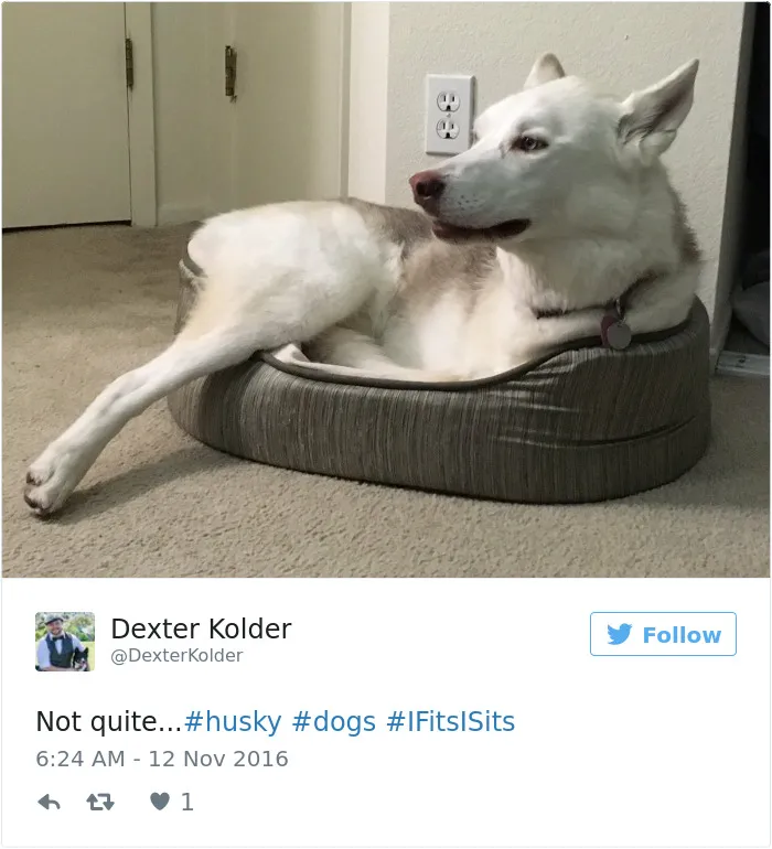 71 Of The Most Hilarious Posts About Huskies Ever
