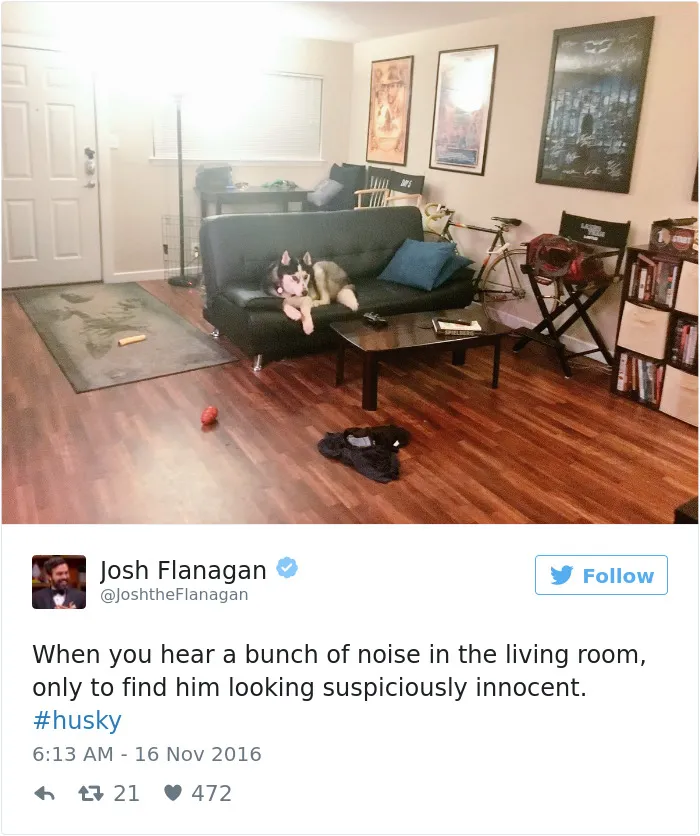 71 Of The Most Hilarious Posts About Huskies Ever
