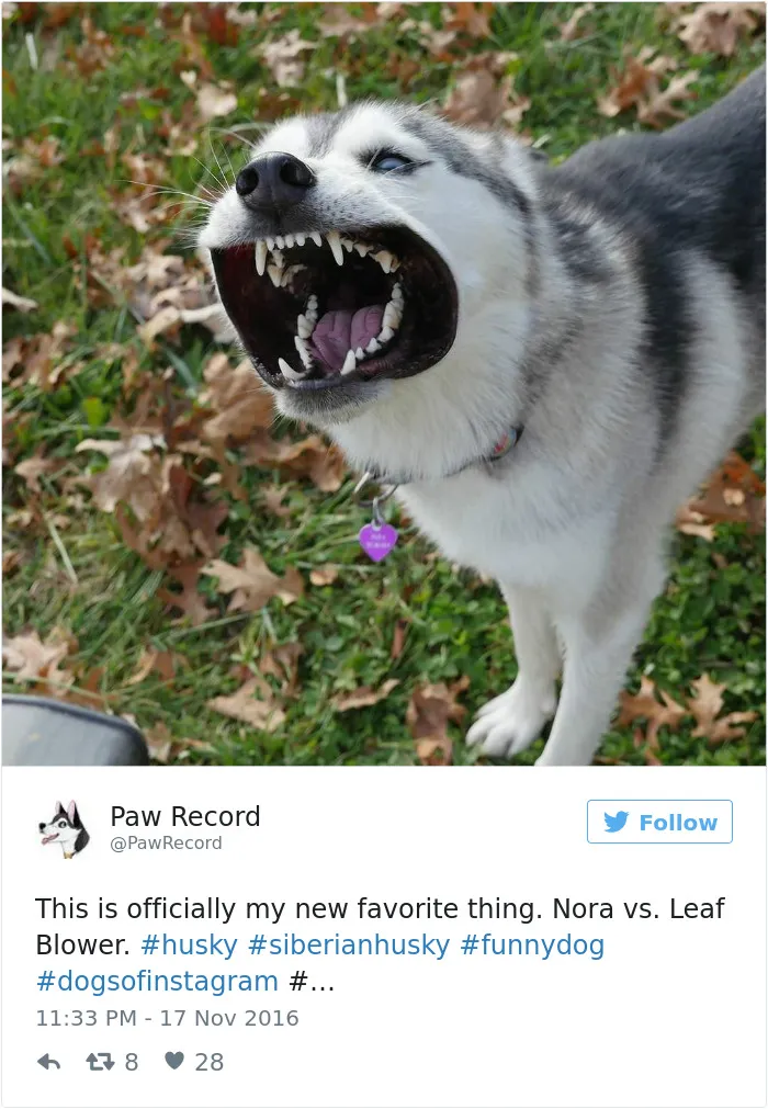 71 Of The Most Hilarious Posts About Huskies Ever