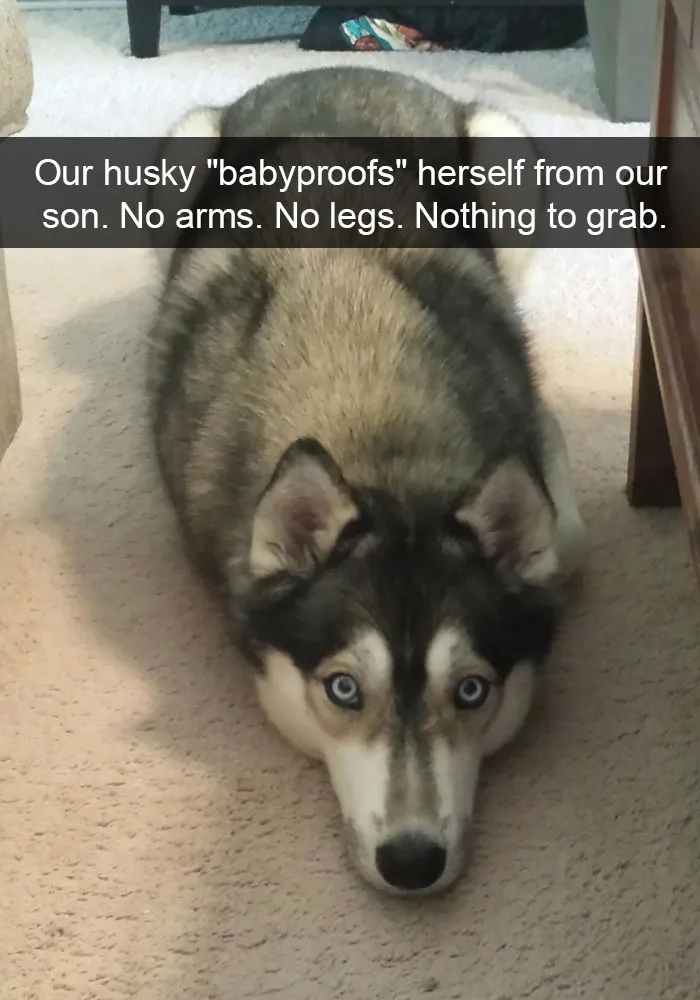 71 Of The Most Hilarious Posts About Huskies Ever