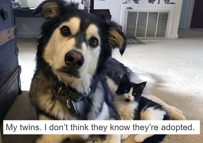 71 Of The Most Hilarious Posts About Huskies Ever