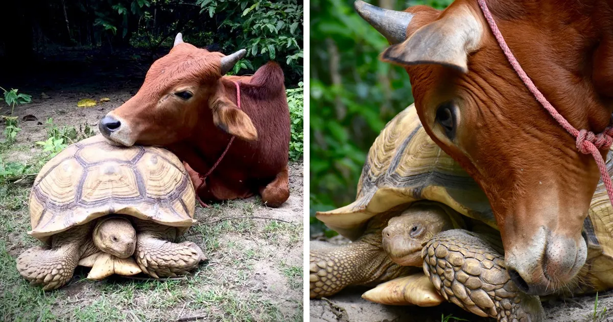Una tortuga gigante y un ternero que perdió una pata se convierten en mejores amigos
