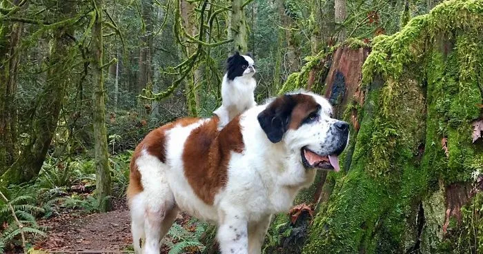 Tiny Dog Uses Giant Saint Bernard As A Vehicle Wherever He Goes