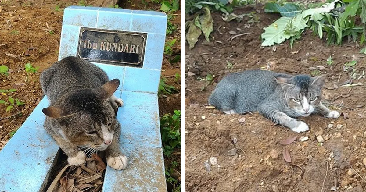 Este gato desconsolado ha pasado 1 año junto a la tumba de su dueña
