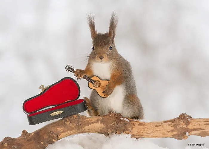 Swedish Photographer Geert Weggen Takes The Cutest Photos Of Squirrels