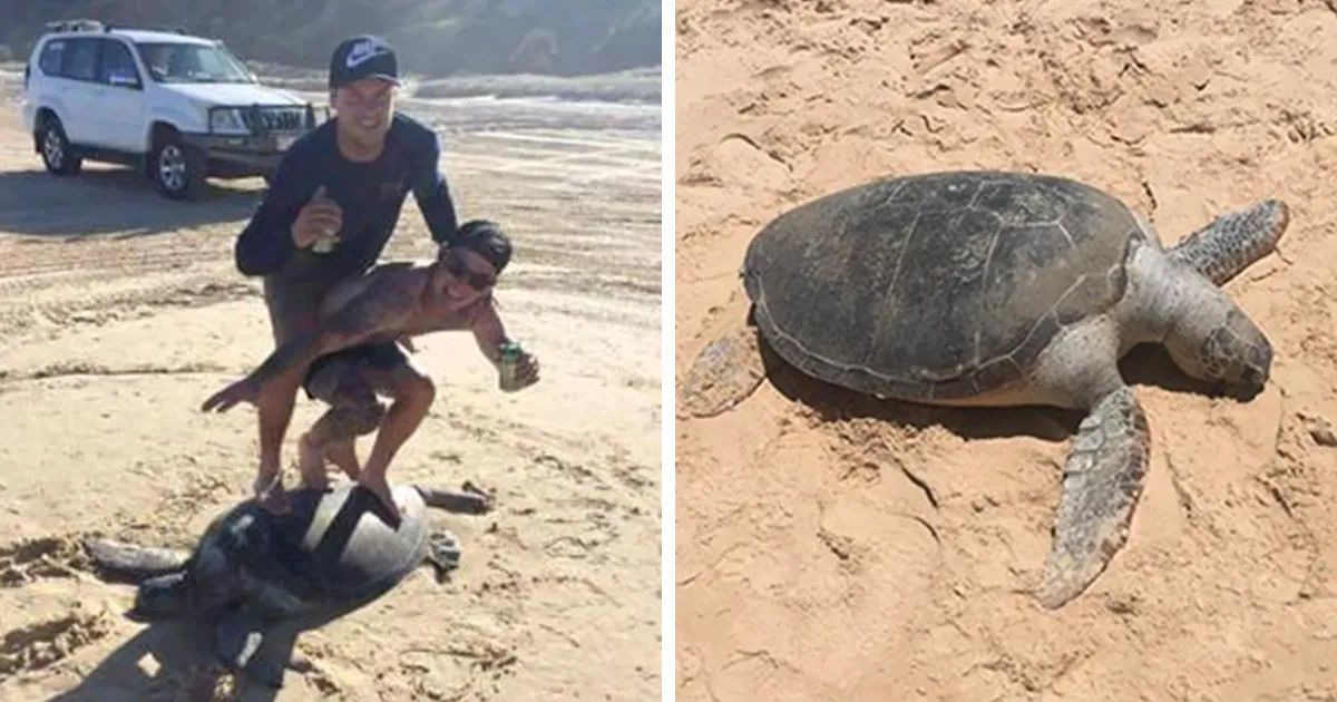 2 Idiotas multados con 20.000$ tras "surfear" sobre una tortuga y publicarlo en internet