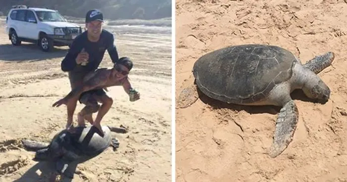 Idiots Face $20,000 Fine After 'Surfing' On Turtle And Posting It Online
