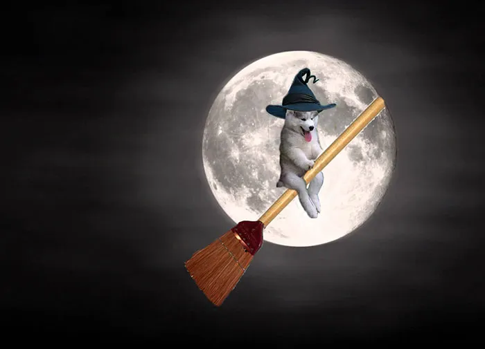 The Dog Witch