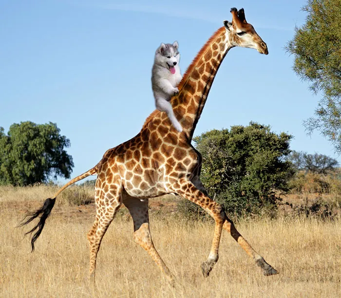 Dog On A Giraffe, Perfection.