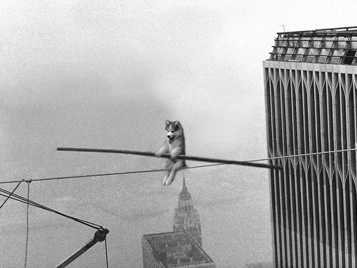 Taking Dog Tricks To The Next Level