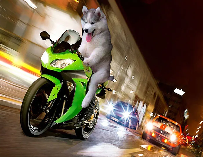 Fast And Furryous
