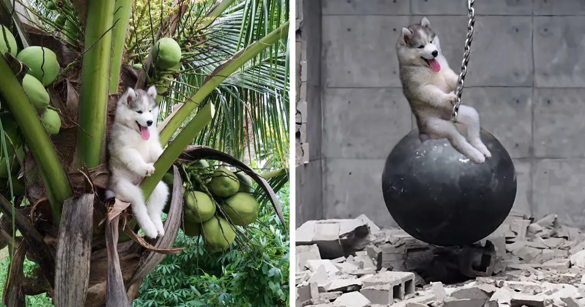 Este husky se quedó atascado en un cocotero e internet decidió ayudarlo... con Photoshop