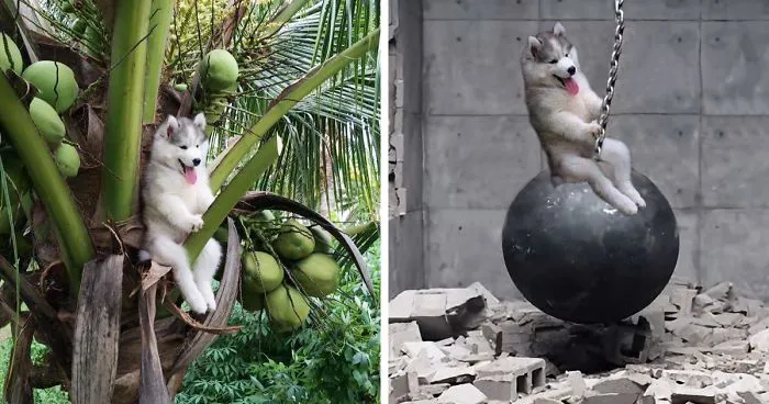 Husky Gets Stuck On Coconut Tree, The Internet Decides To Help... With Photoshop (68 Pics)