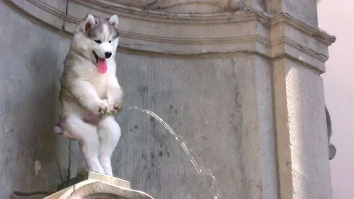 Fountainhusky