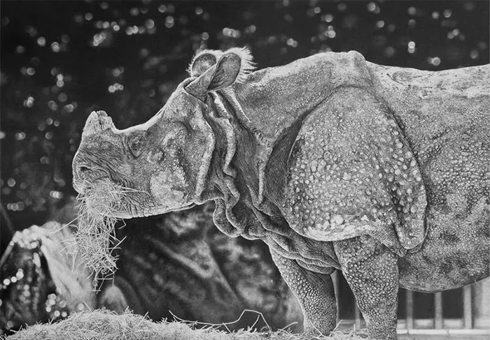 Graphite Pencil Drawing By Monica Lee