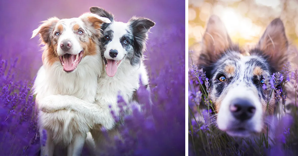 Llevamos a los perros a los campos de lavanda para captar su alegría pura